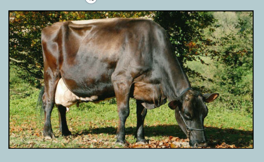 Brown Swiss গরু