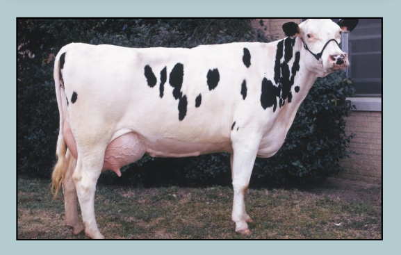 Holstein Friesian (HF)