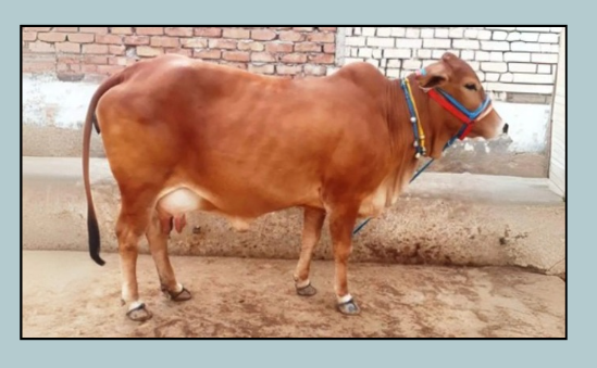 Sahiwal (সাহীওয়াল)