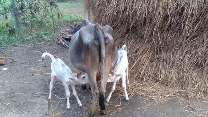 দেশি গাভী