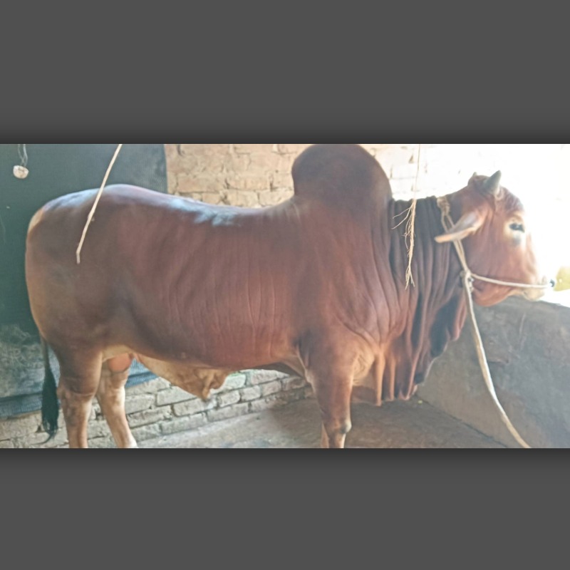 আশাদুল গরু মোটাতাজাকরণ খামার