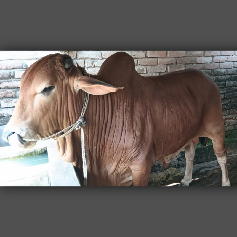 আশাদুল গরু মোটাতাজাকরণ খামার