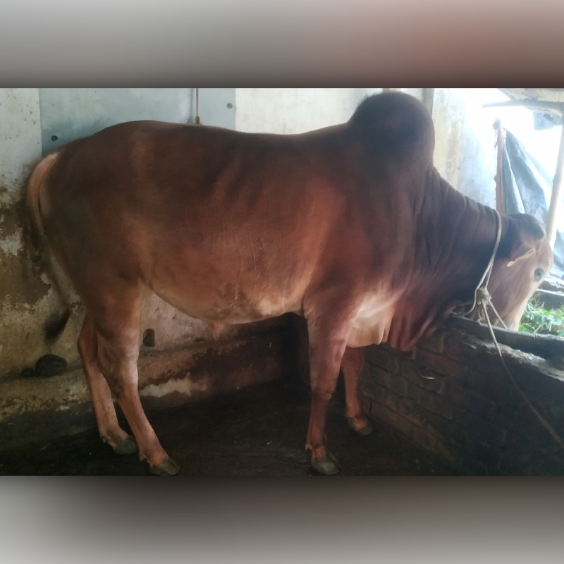 আশাদুল ষাঁড় গরুর খামার (মালিহাদ, মিরপুর, কুষ্টিয়া)