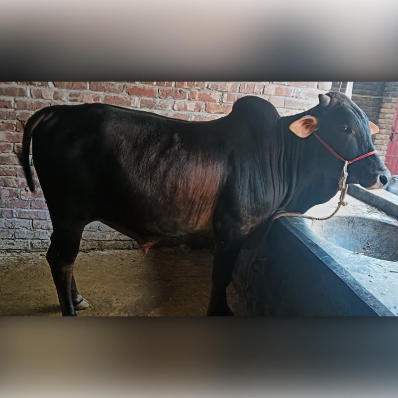 ইদবার ষাঁড় গরুর খামার (রাজনগর, মিরপুর, কুষ্টিয়া)