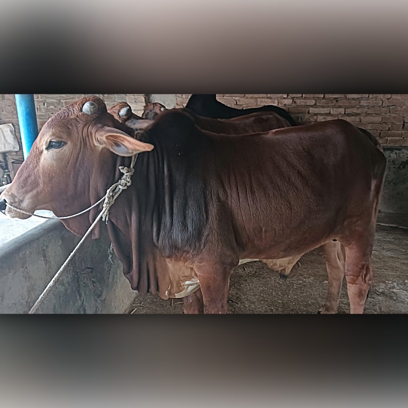 ইস্রাইল গরু মোটাতাজাকরণ খামার