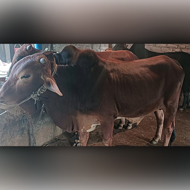 ইস্রাইল গরু মোটাতাজাকরণ খামার