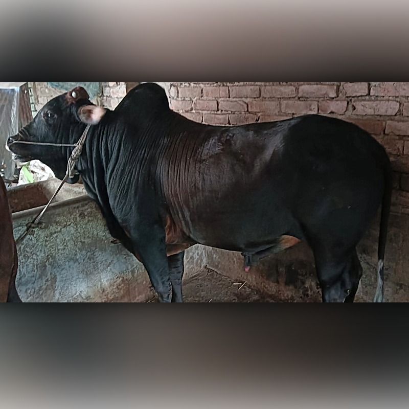 ইস্রাইল গরু মোটাতাজাকরণ খামার