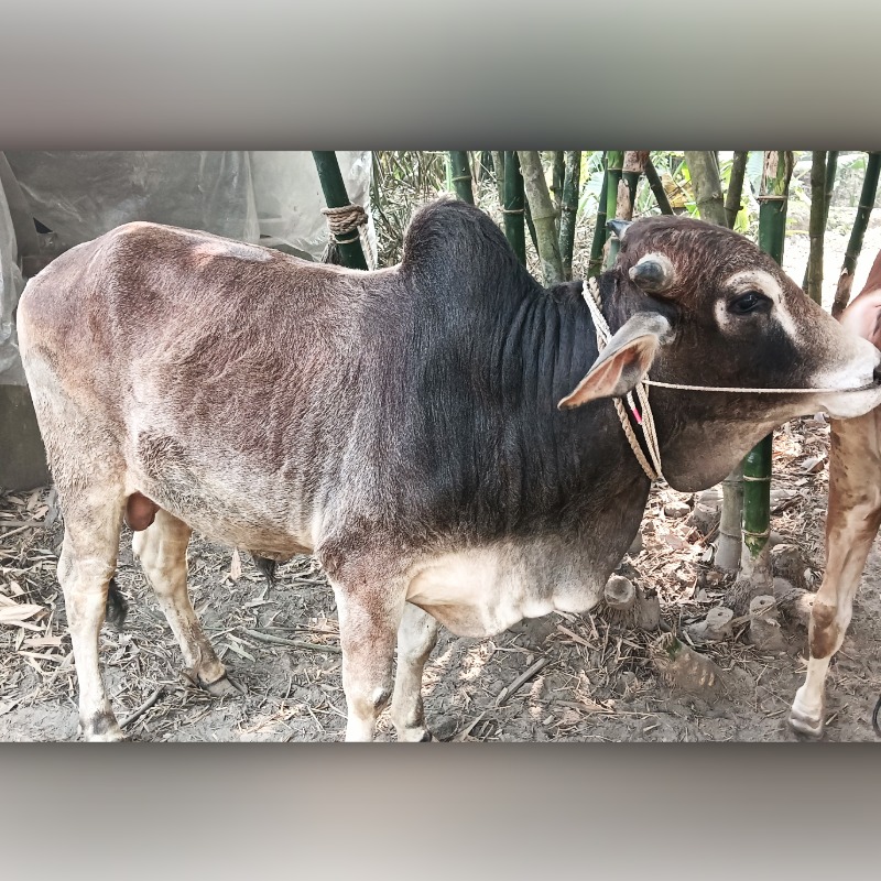 কালু ষাঁড় গরুর খামার (রাজনগর, মিরপুর, কুষ্টিয়া)