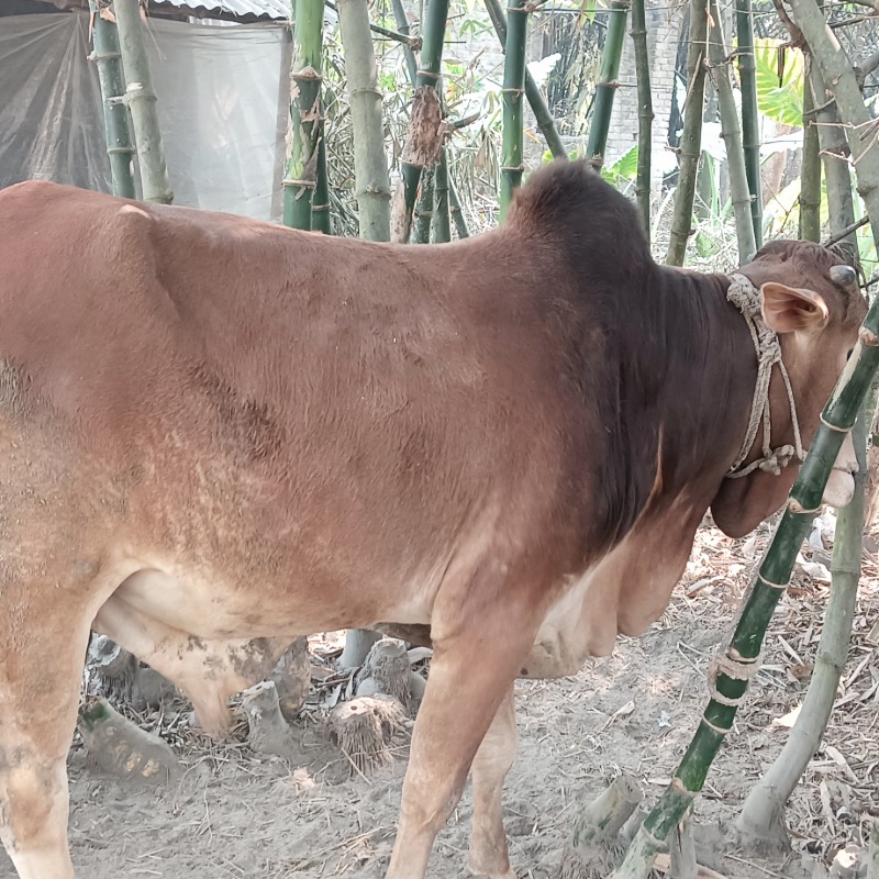 কালু ষাঁড় গরুর খামার (রাজনগর, মিরপুর, কুষ্টিয়া)