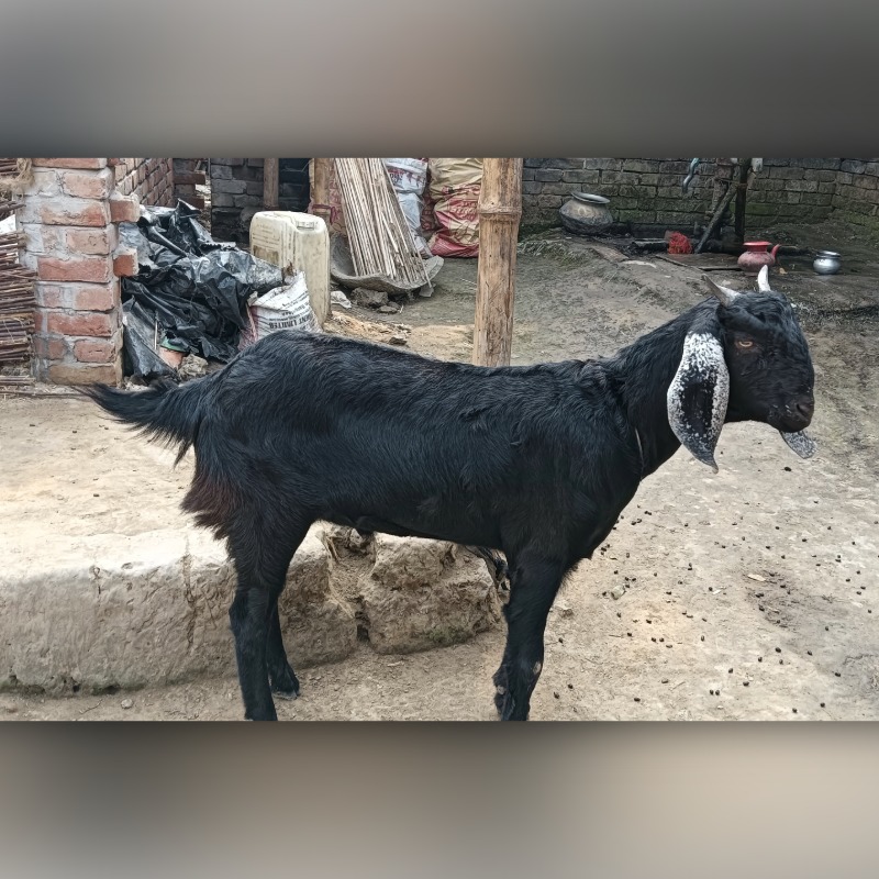 ছাগলের ছবি ৪৫৪৫