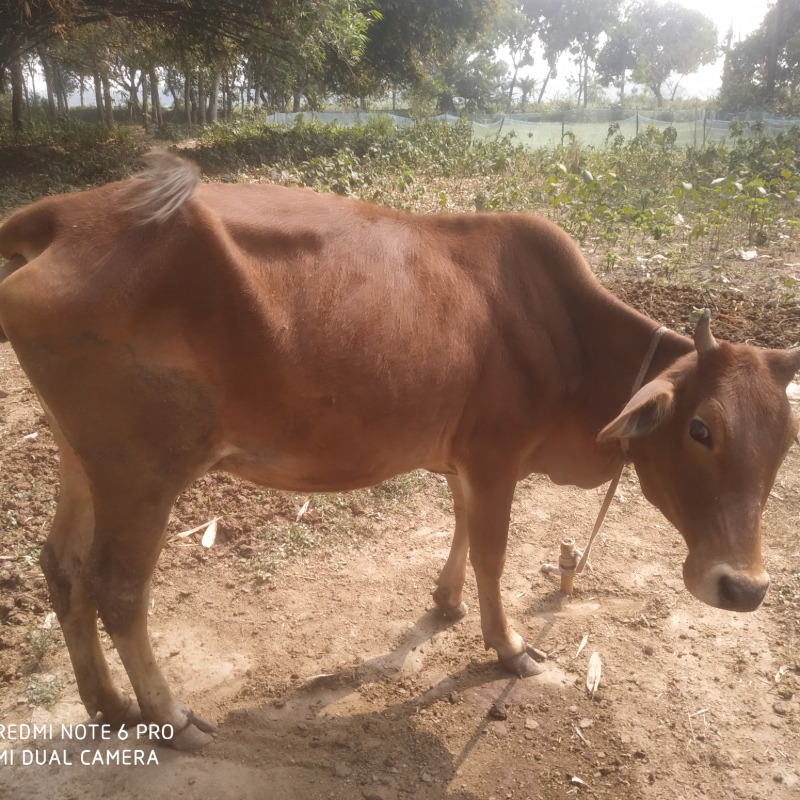 জাহিদুল গরু খামার (রাজনগর, মিরপুর, কুষ্টিয়া)