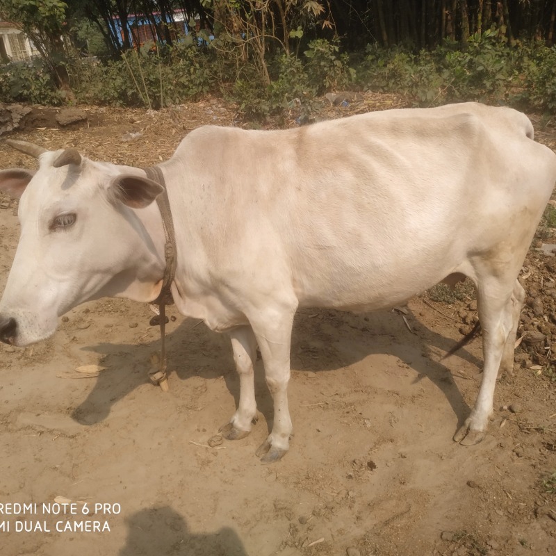 জাহিদুল গরু খামার (রাজনগর, মিরপুর, কুষ্টিয়া)