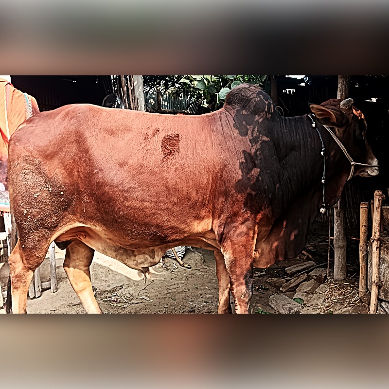 জিনার এগ্রো ফার্ম