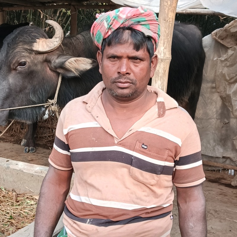 জিয়ারুল মহিষের খামার (রাজনগর, মিরপুর, কুষ্টিয়া)