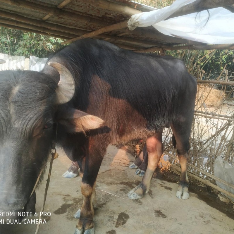 জিয়ারুল মহিষের খামার (রাজনগর, মিরপুর, কুষ্টিয়া)