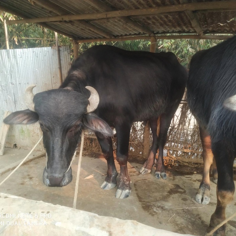 জিয়ারুল মহিষের খামার (রাজনগর, মিরপুর, কুষ্টিয়া)