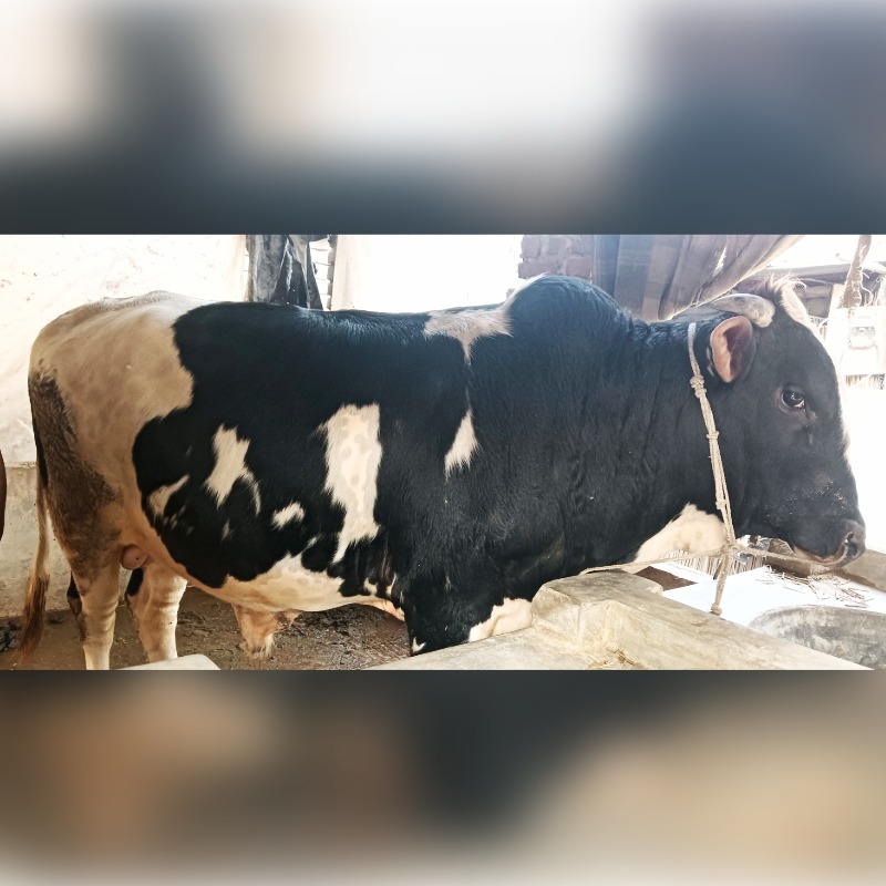 নজরুল ষাঁড় গরুর খামার (রাজনগর,