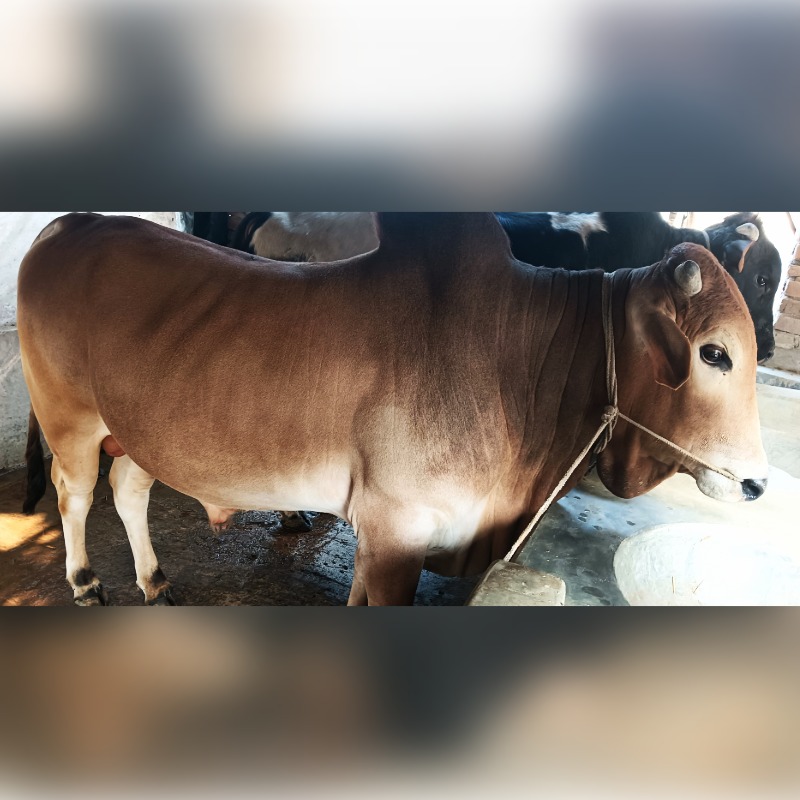 নজরুল ষাঁড় গরুর খামার (রাজনগর,