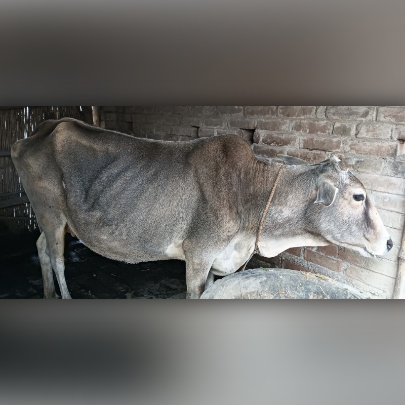 ফারসিনা দুগ্ধ খামার (সদরপুর, মিরপুর, কুষ্টিয়া)