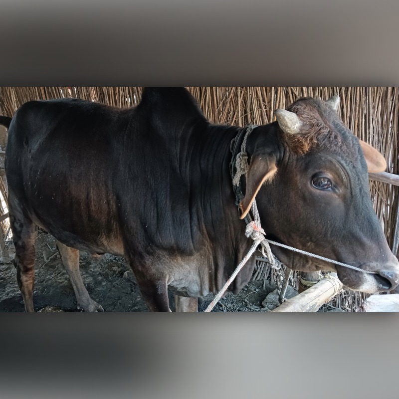 ফারসিনা দুগ্ধ খামার (সদরপুর, মিরপুর, কুষ্টিয়া)