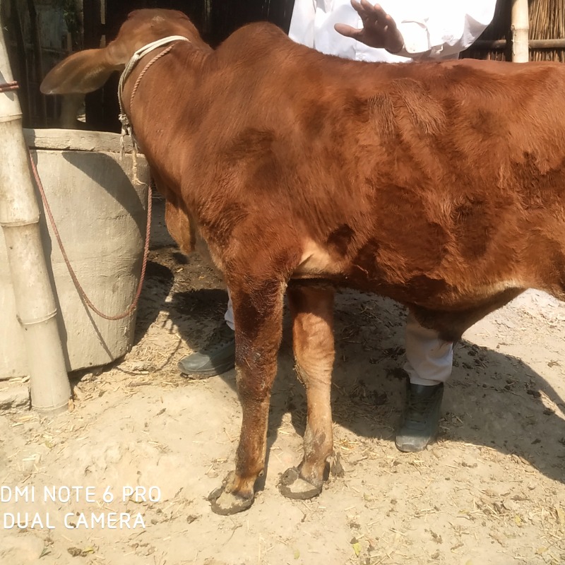 বাছুর নং- 001