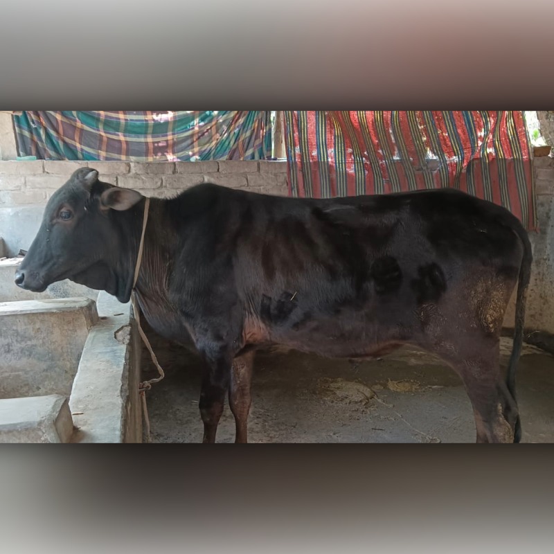 বাহার এগ্রো ফার্ম (ছাতারপাড়া