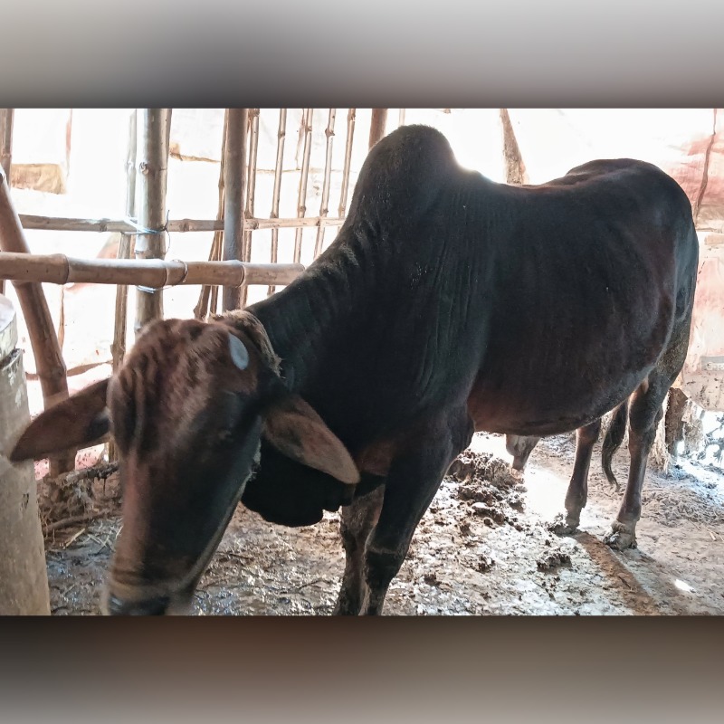 মকুল ষাঁড় গরুর খামার (সদরপুর, মিরপুর, কুষ্টিয়া)