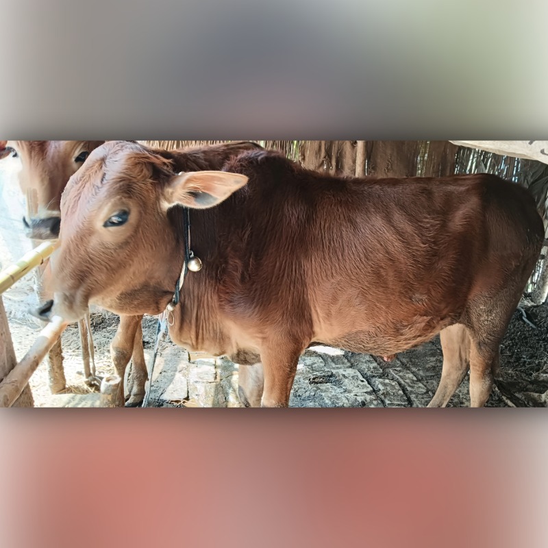 মজিবার এগ্রো ফার্ম (সদরপুর