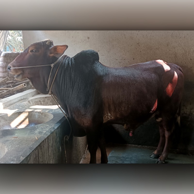 মহাসিন ষাঁড় গরুর খামার (মালিহাদ, মিরপুর, কুষ্টিয়া)