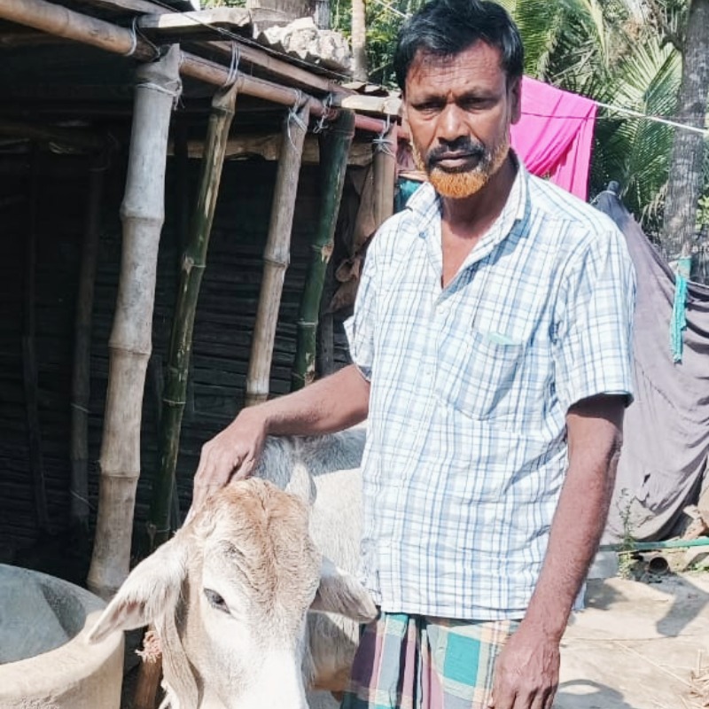 মালিথা গরুর খামার (মিপুর, কুষ্টিয়া)