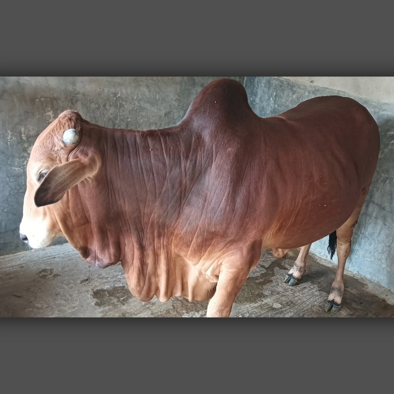 মালেক গরু মোটাতাজাকরণ খামার (মিরপুর, কুষ্টিয়া)