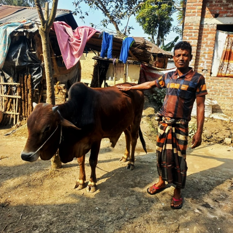 মাহিরুল গরুর খামার (মিরপুর, কুষ্টিয়া)