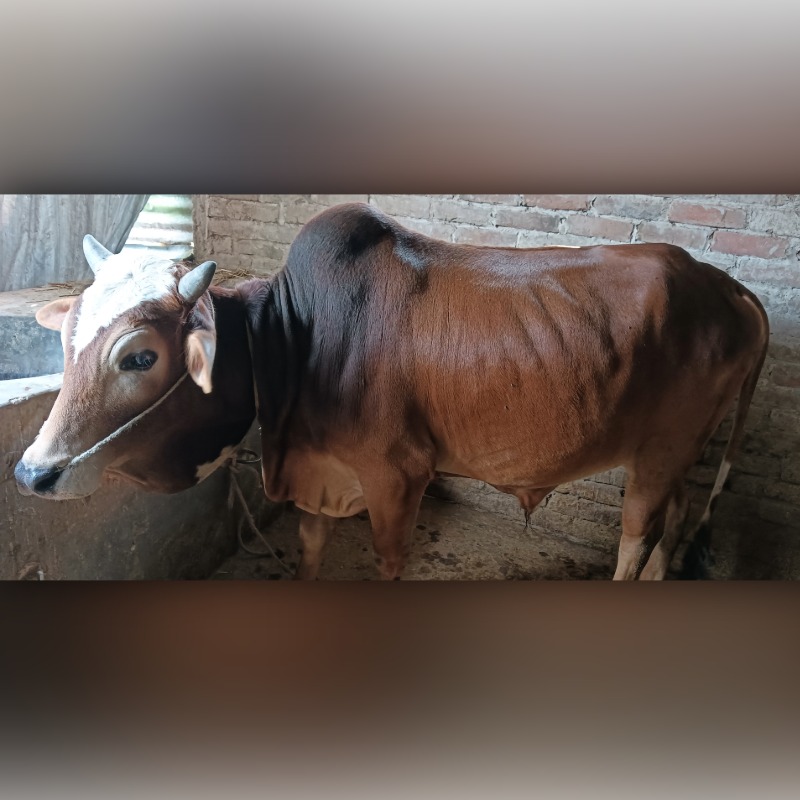 মিন্টু ষাঁড় গরুর খামার (ছাতারপাড়া,