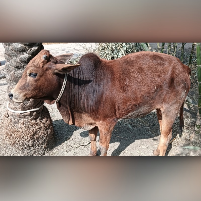 রবিউল গরু খামার