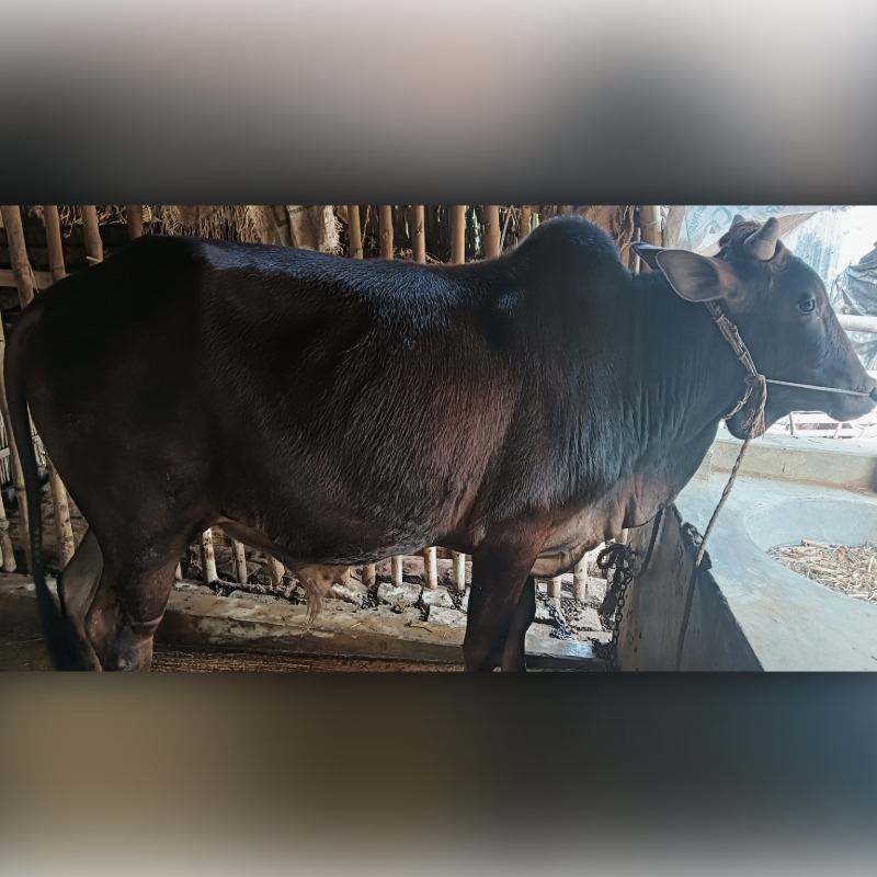 রহিদুল ষাঁড় গরুর খামার (রাজনগর, মিরপুর, কুষ্টিয়া)