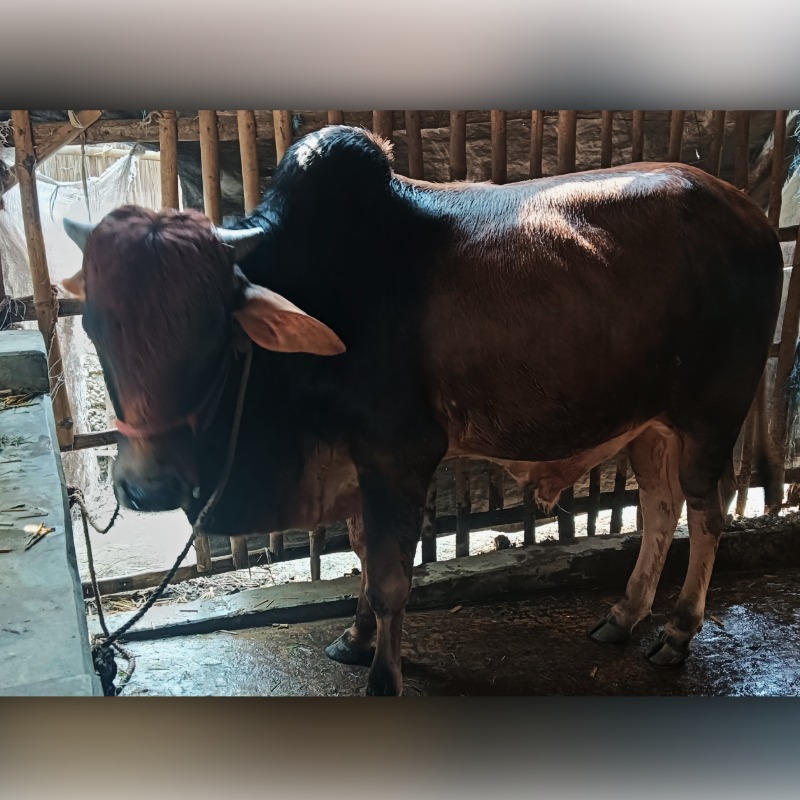 রহিদুল ষাঁড় গরুর খামার (রাজনগর, মিরপুর, কুষ্টিয়া)