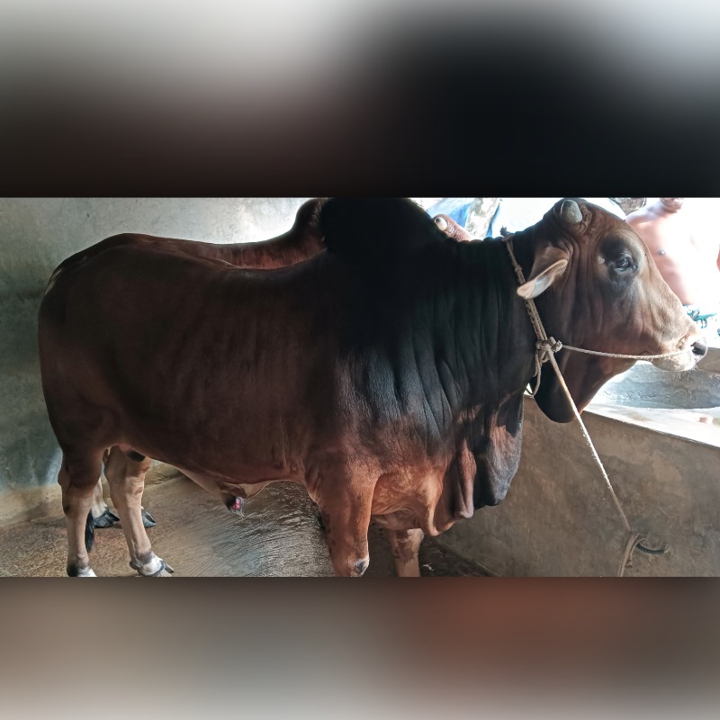 রানা ষাঁড় গরুর খামার