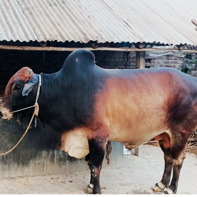 ষাঁড় নং- 13