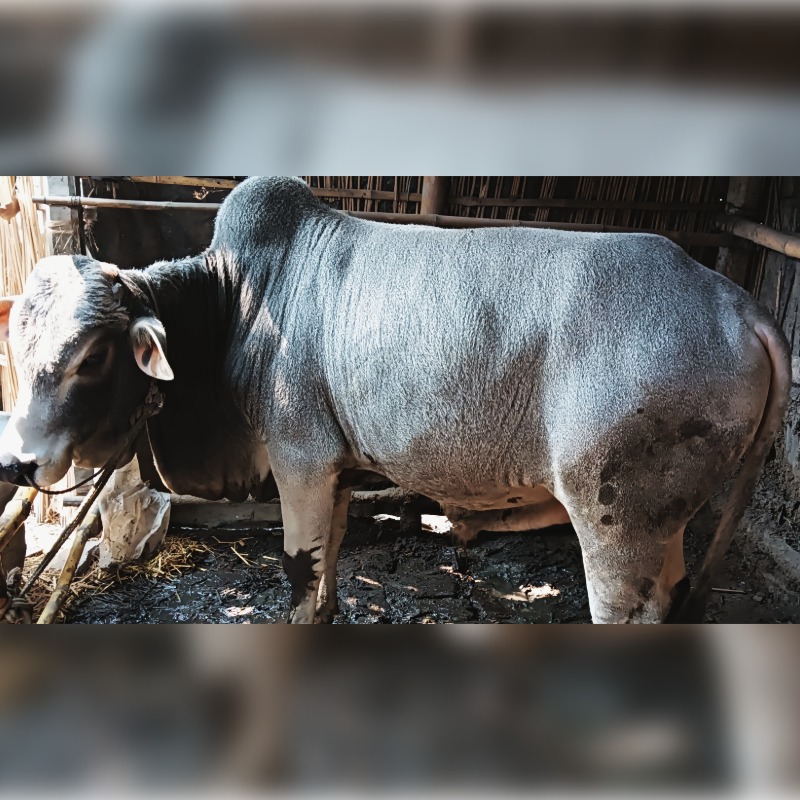 ষাঁড় নং- 15