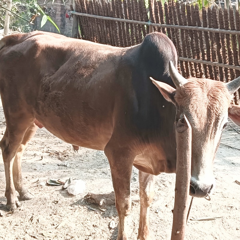 ষাঁড় নং- 16