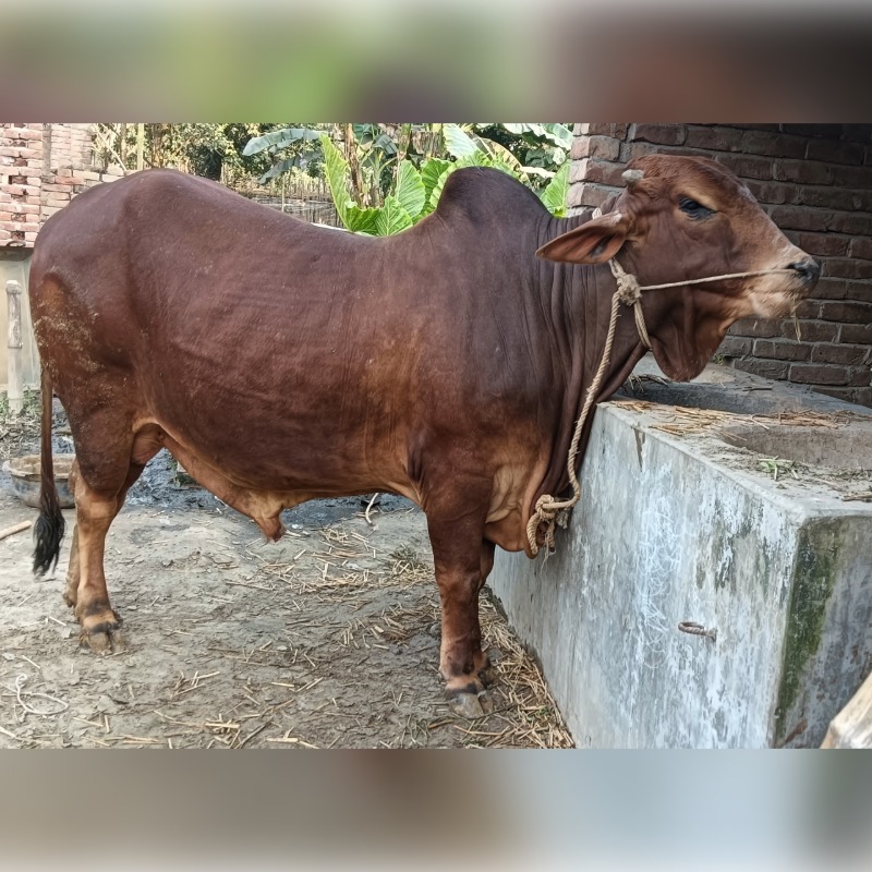 ষাঁড় নং- 17