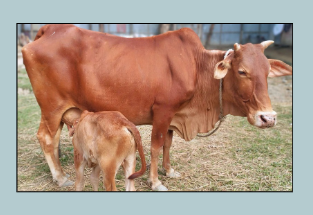 সংকর গাভী (Crossbred Cows)