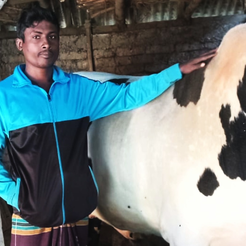 সাইফ গরু মোটাতাজাকরণ খামার (মিরপুর, কুষ্টিয়া)