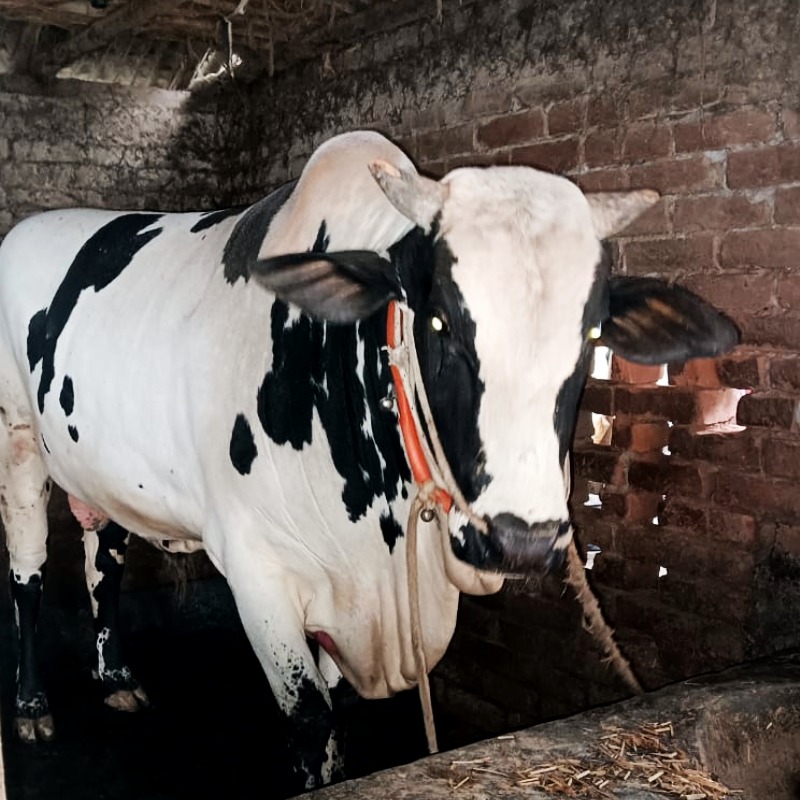 সাইফ গরু মোটাতাজাকরণ খামার