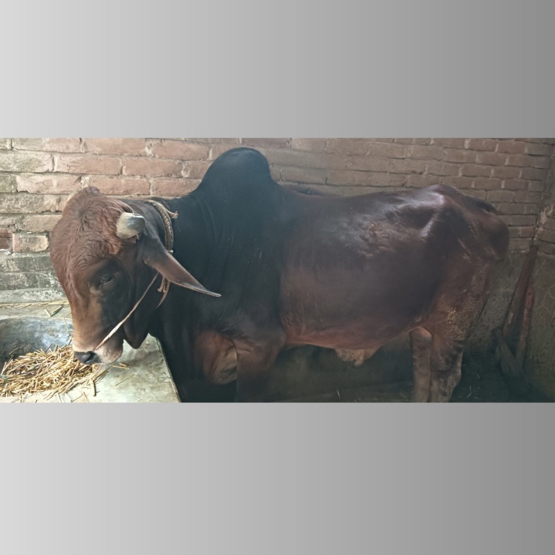 সামিম ষাঁড় গরুর খামার (সদরপুর