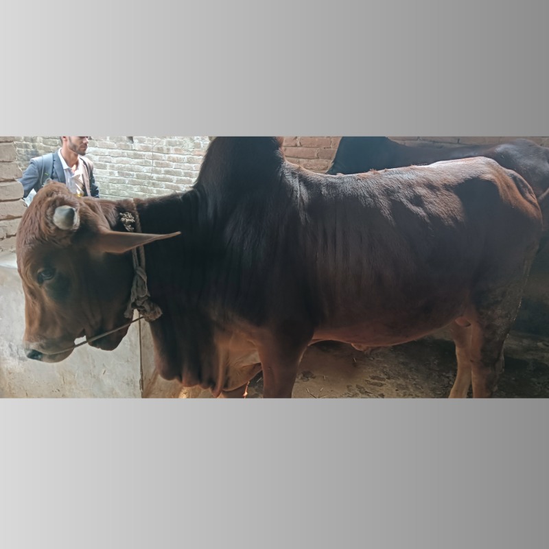 সামিম ষাঁড় গরুর খামার (সদরপুর