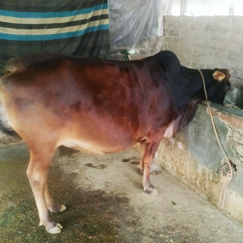 সেন্টু গরু খামার (রাজনগর, মিরপুর, কুষ্টিয়া)