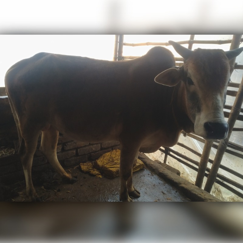 সেন্টু ষাঁড় গরুর খামার