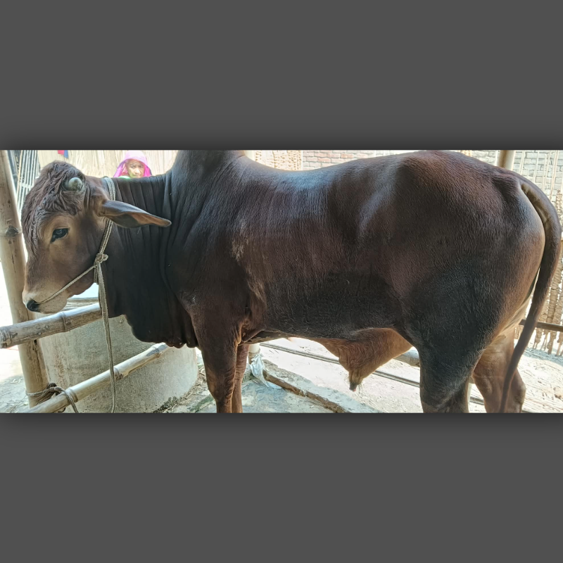 সোহাগ গরু মোটাতাজাকরণ খামার (হাটবোয়ালিয়া, আলমডাঙ্গা