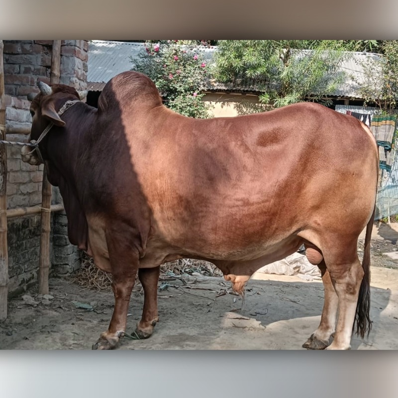 হান্নান গরু খামার (মালিহাদ